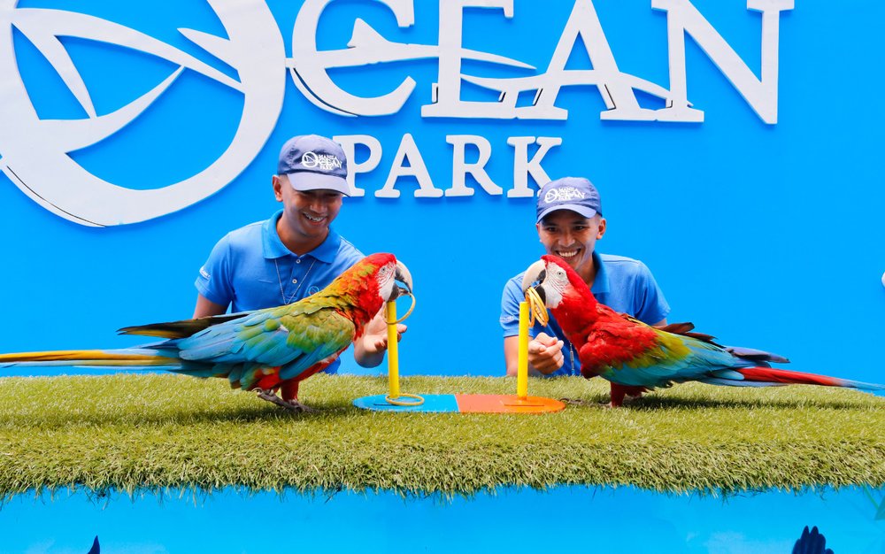 All-Star Bird Show – Biểu Diễn Chim Trí Tuệ Cao