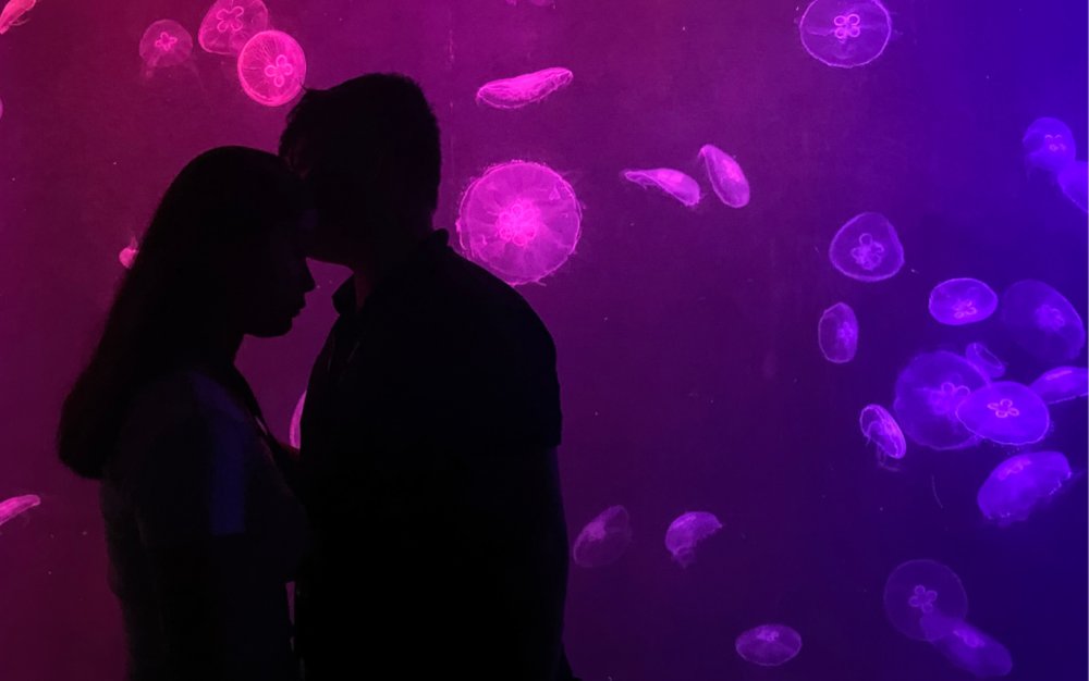 Jellies Dancing Sea Fairies - Khu Check-in Siêu Xịn
