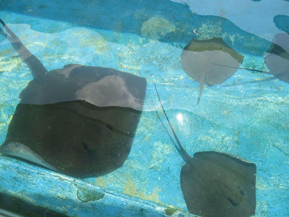 Sharks & Rays Encounter – Gặp Gỡ Cá Mập Và Cá Đuối