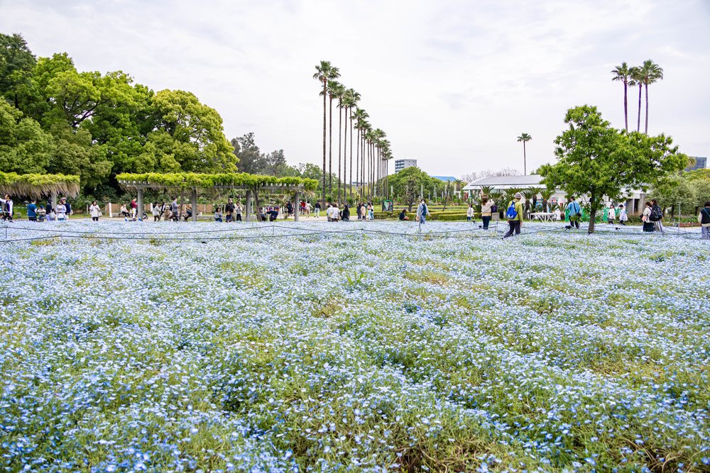 Rows of nemophila flowers at Nagai Botanical Garden