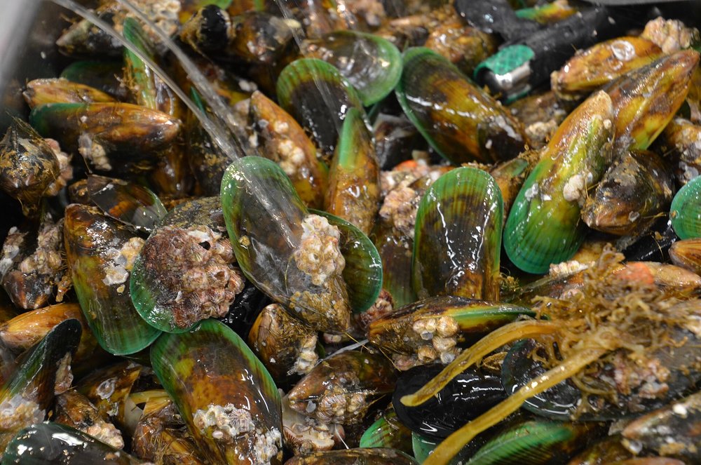 Close-up of green-lipped mussels, a New Zealand seafood specialty