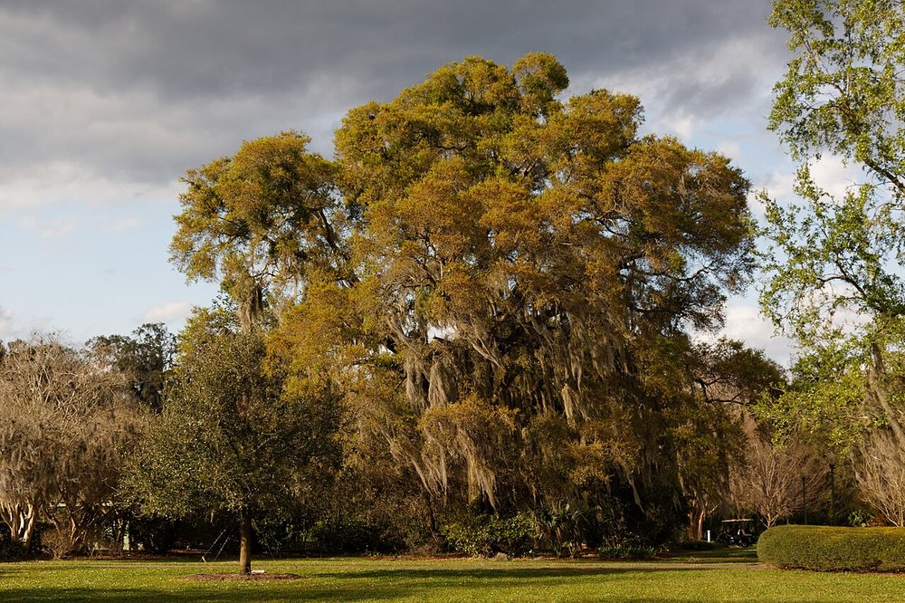 Large oak tree draped with Spanish moss in Harry P. Leu Gardens, with open lawn and garden greenery around