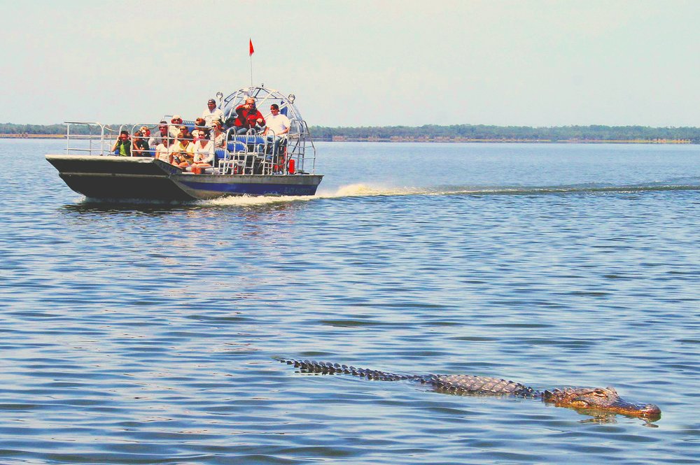 Airboat ride in Everglades spotting alligator near Orlando