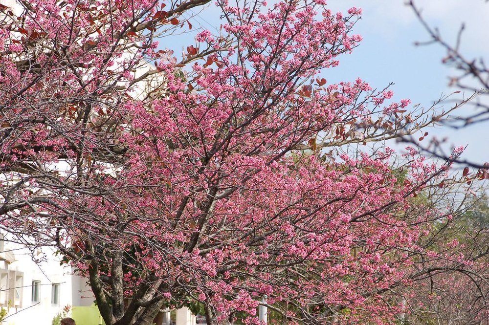 Pink cherry blossoms blooming in Yogi Park | Photo Credit: Flickr
