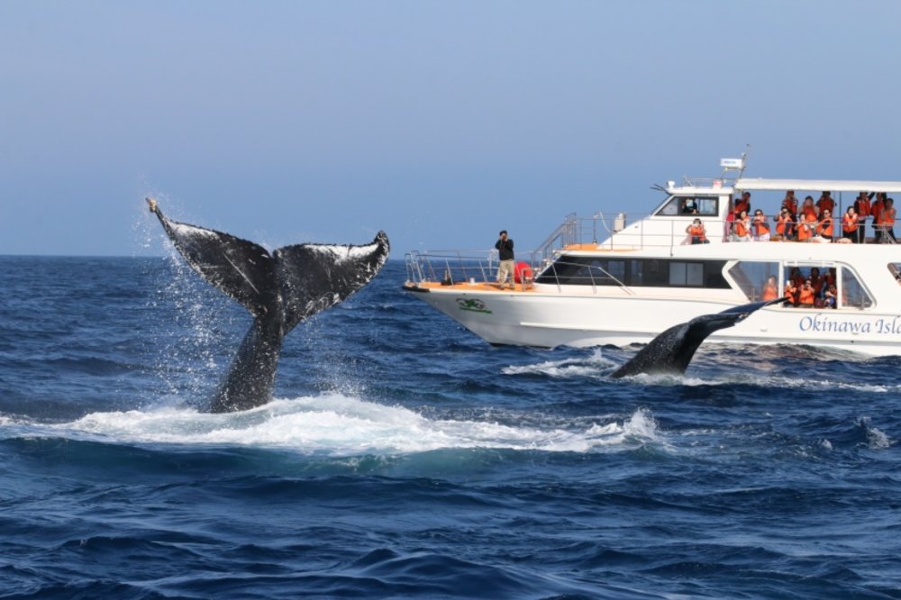 Humpback whale tail near a whale-watching boat in Naha