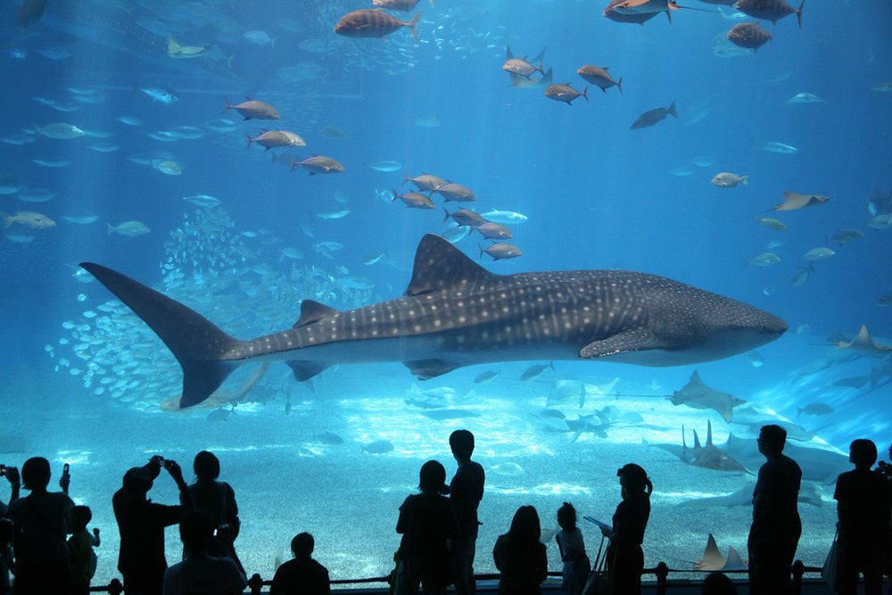 Whale shark swimming inside Churaumi Aquarium tank