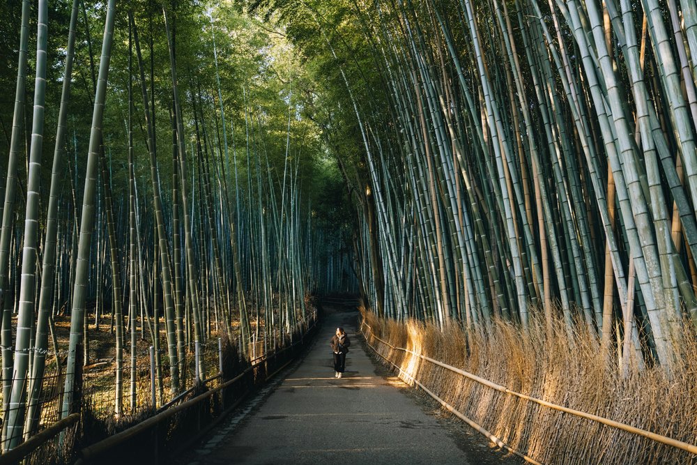 photo of arashiyama bamboo grove