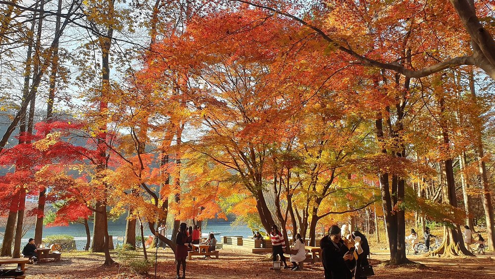 Visitors walking under bright red and orange autumn leaves at Nami Island, South Korea