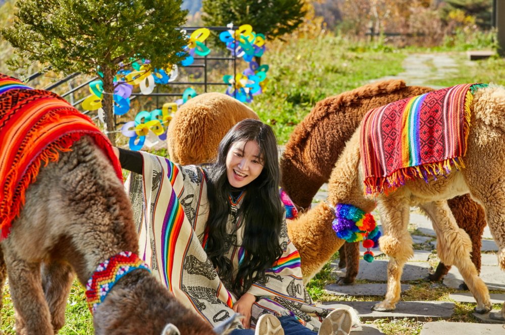 Woman interacting with alpacas at Alpaca World in Gangwon-do, South Korea