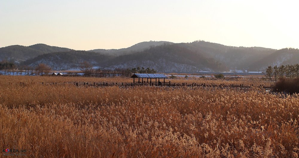 Ansan reed field and wooden pavilion with mountains in Gyeonggi-do, South Korea
