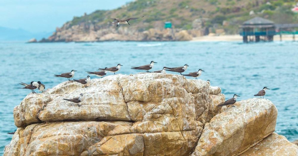 Những Lưu Ý Khi Đi Đảo Yến Nha Trang