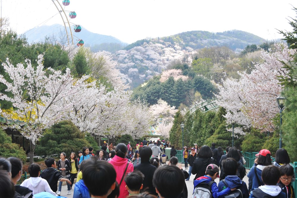 Everland exclusive
