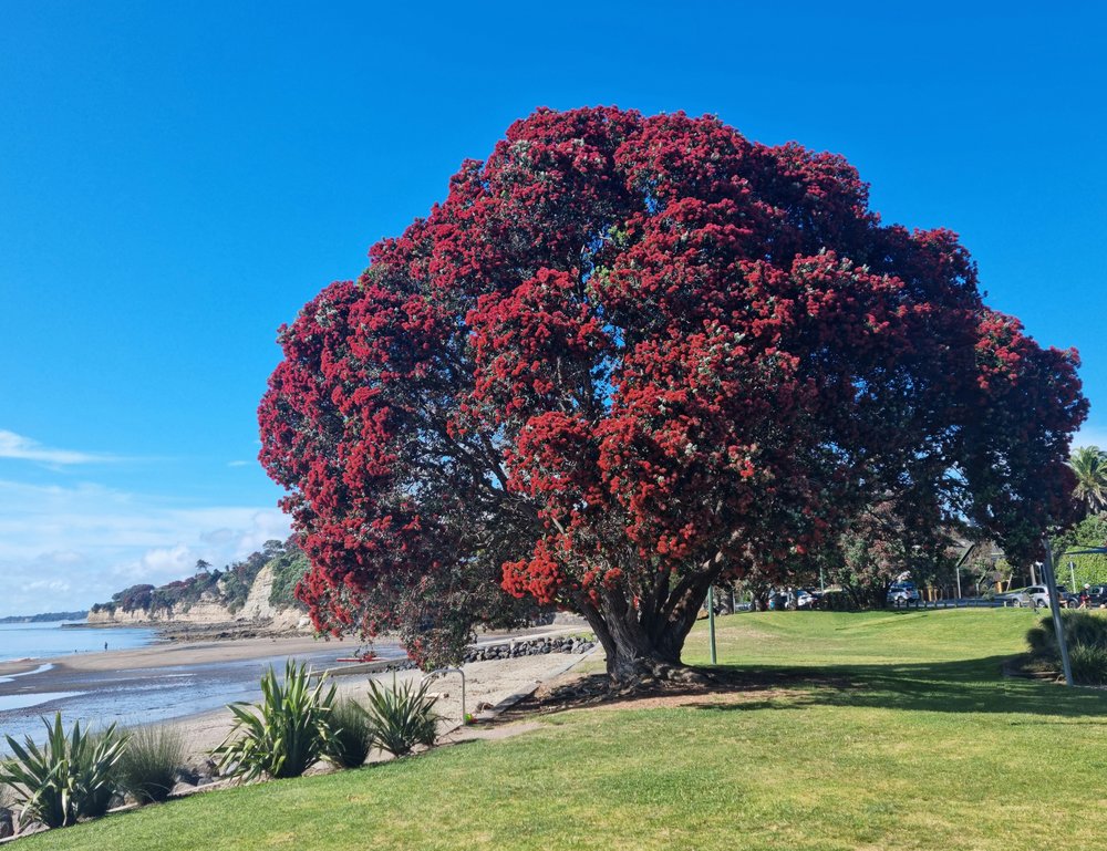 The Pohutukawa tree, also known as New Zealand’s Christmas tree | Photo by Martin Bridges on Unsplash