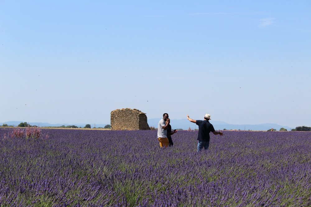 Lavender fields in Aix-en-Provence Provence during summer bloom