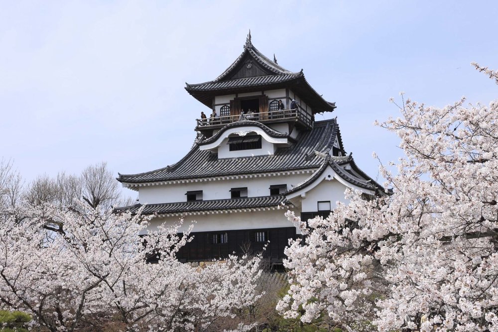 Inuyama Castle framed by beautiful cherry blossoms in spring