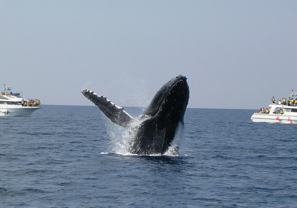 Whale jumping out of the sea near boats in Okinawa