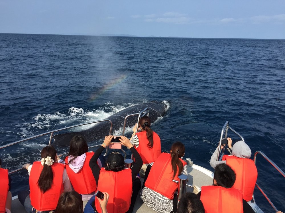 Travelers on boat watching whale in Okinawa waters