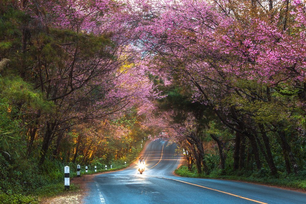 SG - thailand travel requirements