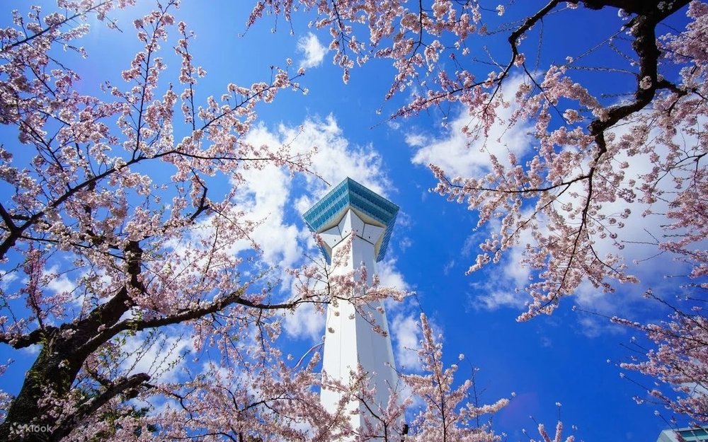 Kyoto Tháng 4 - Thành Phố Cổ Bừng Sắc Mùa Xuân