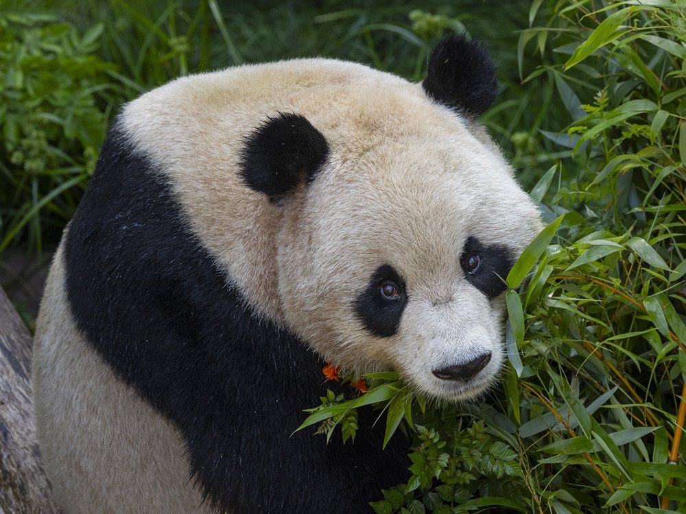 Giant panda eating bamboo at San Diego Zoo wildlife exhibit