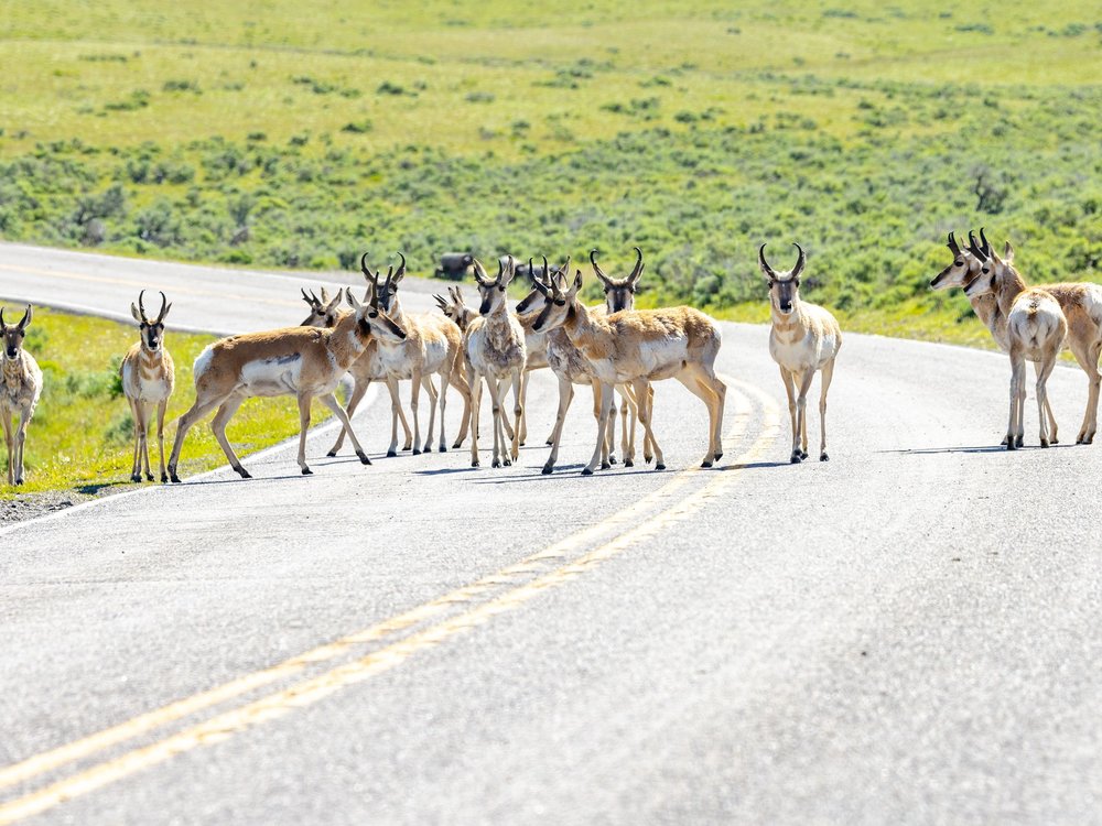 Herd of pronghorn antelope crossing road in Yellowstone National Park