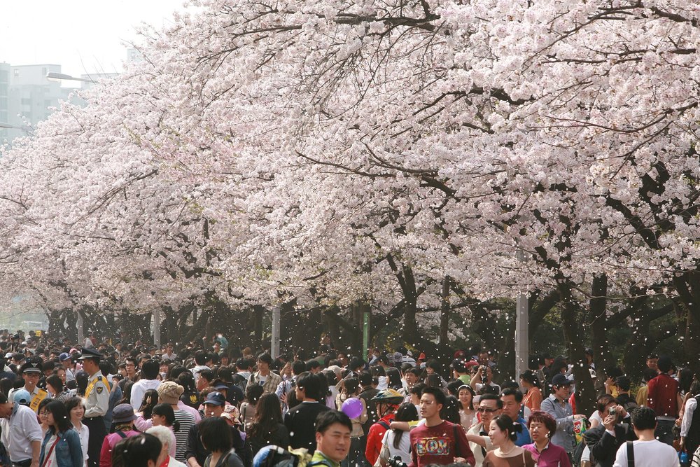People walking under cherry blossoms at Yeouido Hangang Park in Seoul