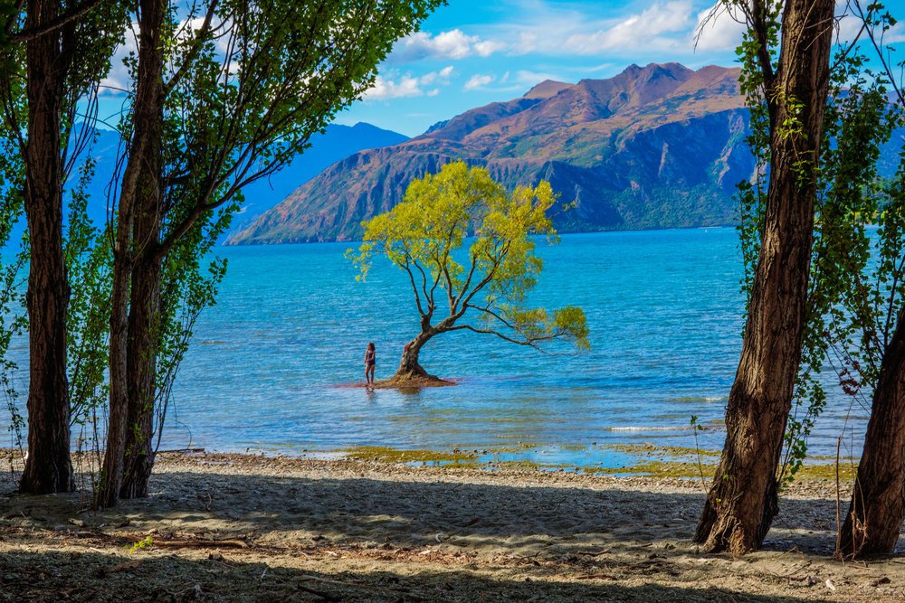 The iconic Wānaka Willow Tree standing in Lake Wānaka | Photo Credit: Rawpixel