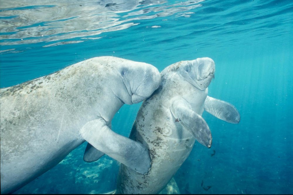 Manatees at Crystal River