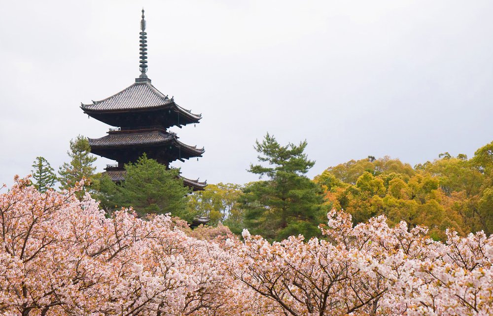 Ninna-ji Temple pagoda surrounded by cherry blossoms in Kyoto, a historic UNESCO temple site
