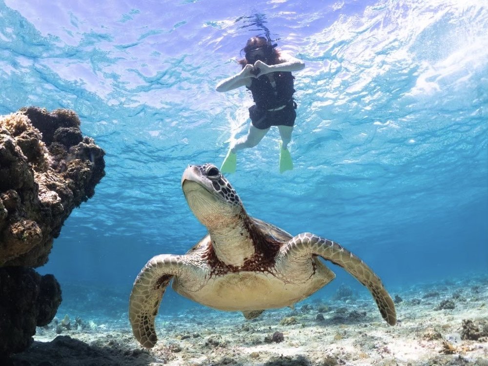Sea turtle swimming near a snorkeler in Okinawa’s coral reef waters