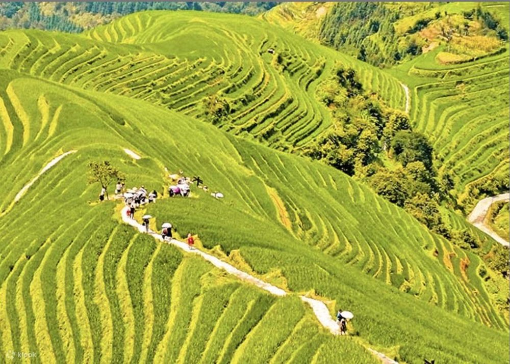 Di Chuyển Đến Ruộng Bậc Thang Long Tích