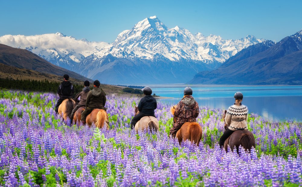 Horseback riding through lupine fields with Mount Cook and turquoise lake views
