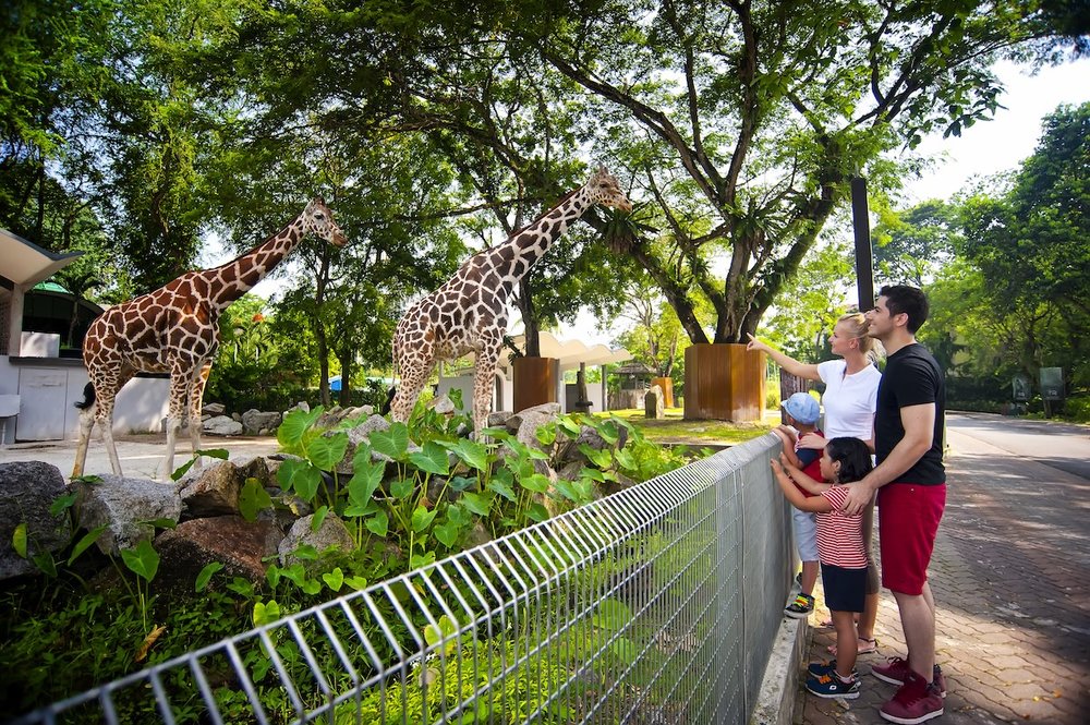 Family watch Giraffes at Zoo Negara, KL