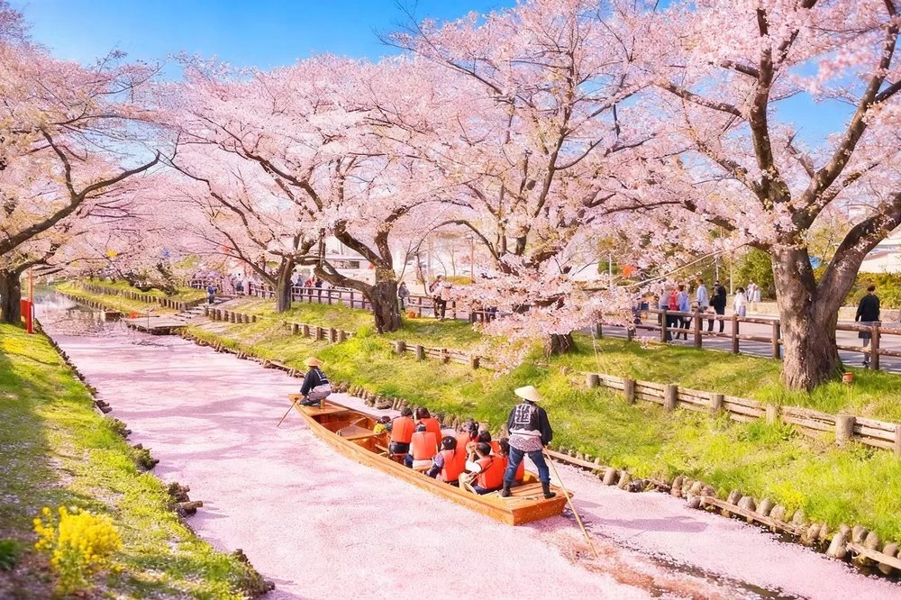 SG - Gongendo Park Cherry Blossom