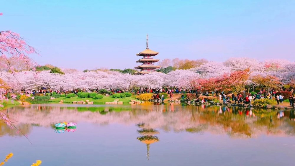 SG - Moshan Cherry Blossom Garden