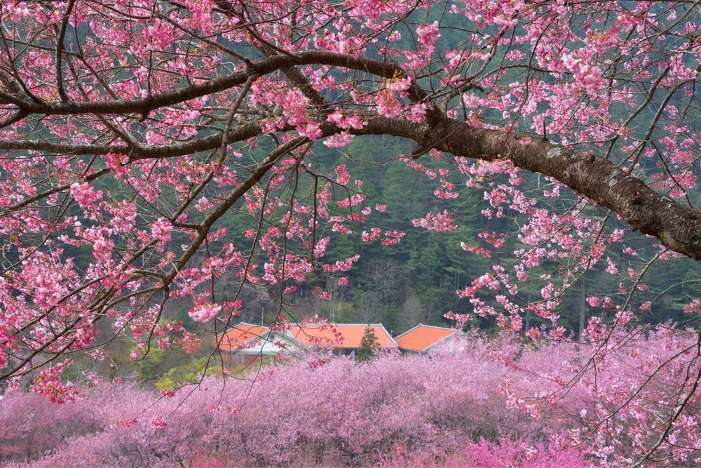 SG - Wuling Farm Cherry Blossom