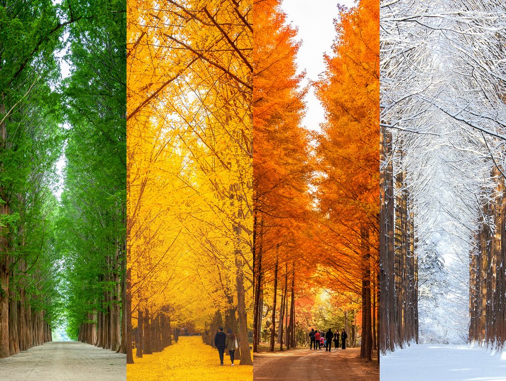 Seasonal tree avenue at Nami Island, one of the most beautiful places in South Korea
