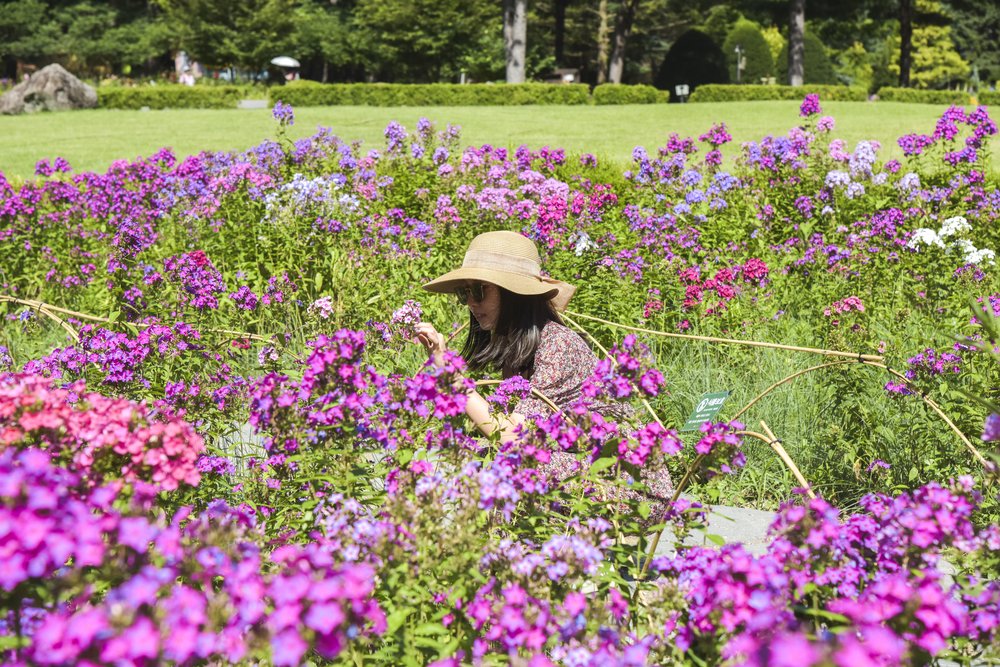 Visitor enjoying blooming flowers at the Garden of Morning Calm