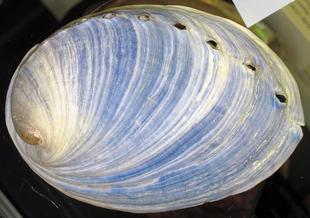 Colorful paua shell, a prized New Zealand seafood delicacy| Photo from James St. John on Wikimedia Commons