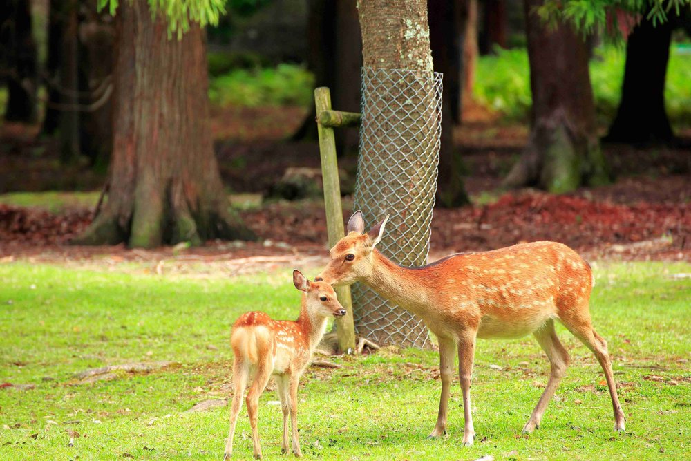 Deer and fawn standing in Nara Park with trees and grass