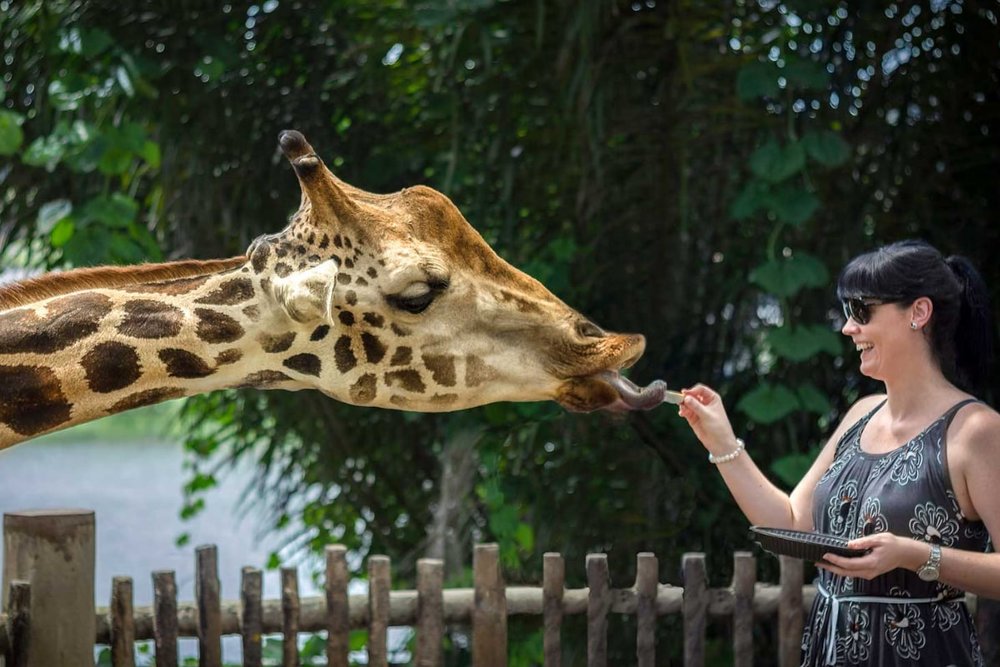 Buổi Trưa: Nghỉ Ngơi Và Thưởng Thức Ẩm Thực Tại Mandai Connection