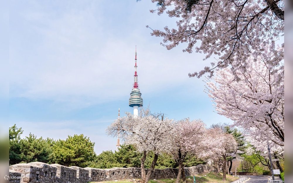 SG - namsan park cherry blossom