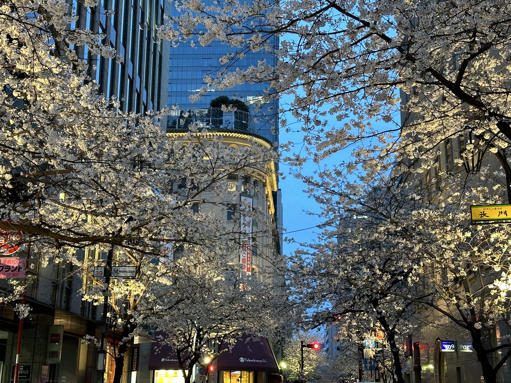 Tokyo city street with cherry blossom trees in full bloom during spring