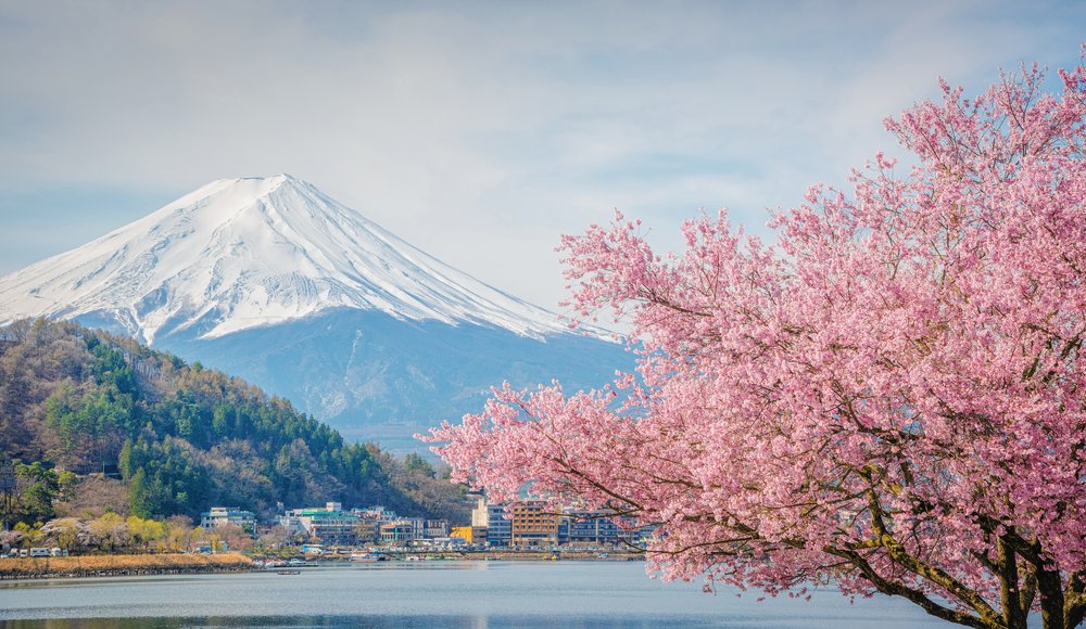 Mount Fuji with cherry blossom trees and lake during Japan’s spring season