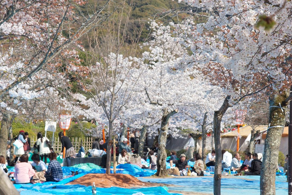 People having a hanami picnic under cherry blossoms in Kyoto park