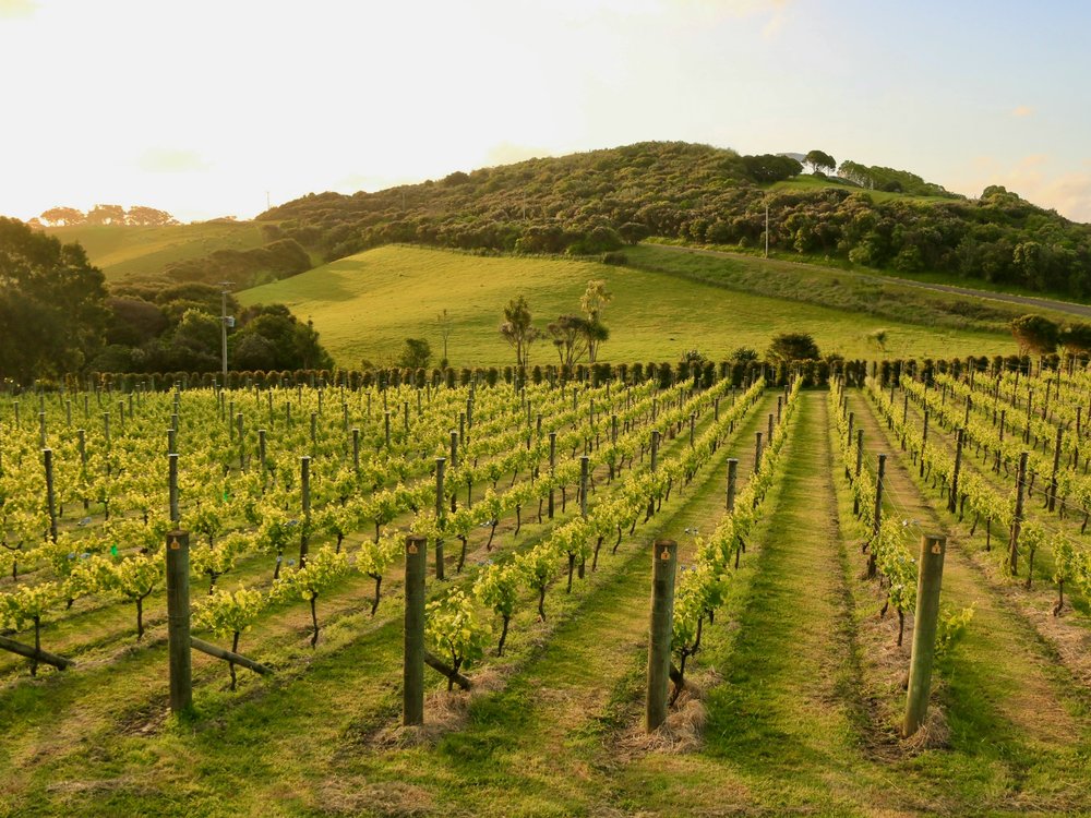 Waiheke Island vineyard rows with green hills and sunset light