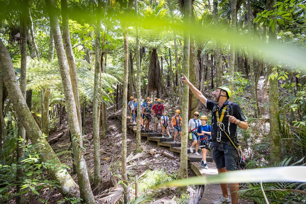 Waiheke Island native forest tour with guide and visitors walking trail