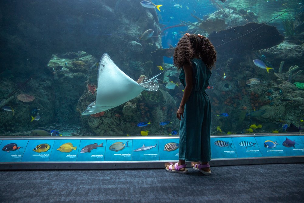 Marine creatures in the Aquarium of the Pacific