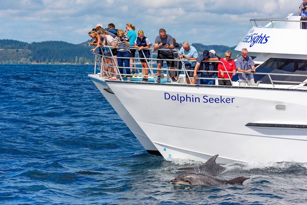Hole in the Rock dolphin cruise