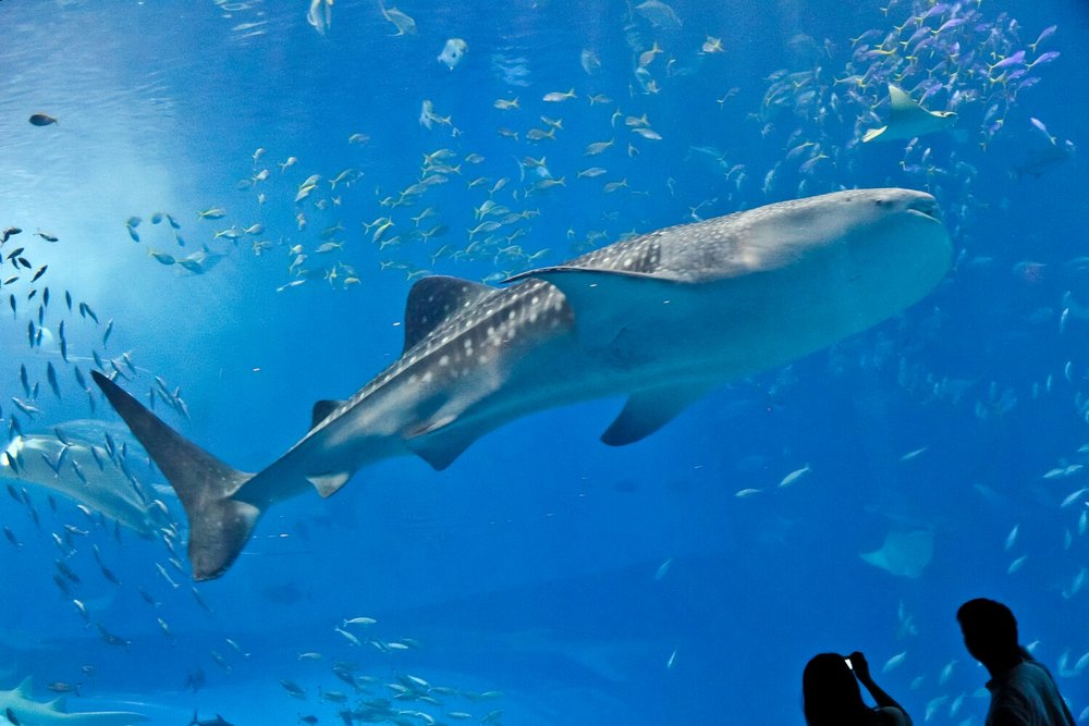  Giant whale shark in Okinawa Churaumi Aquarium | Photo Credit: Flickr